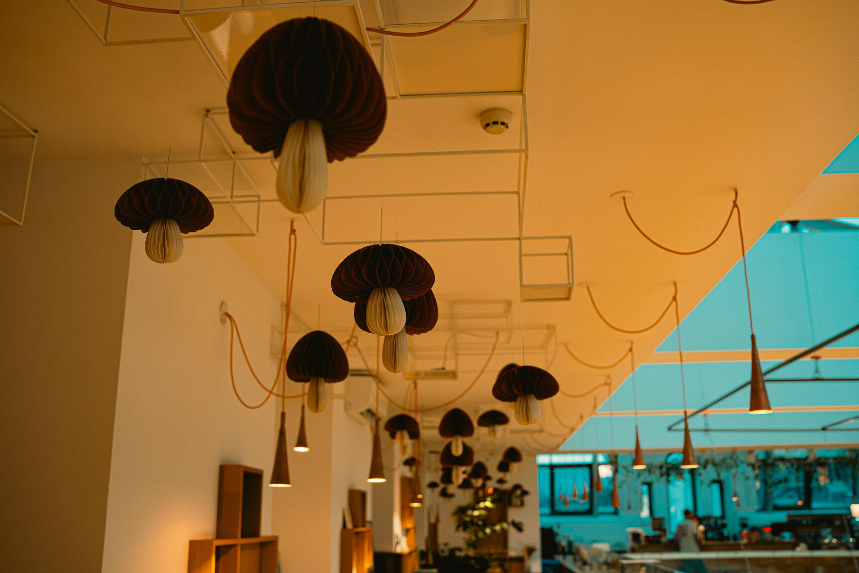 Library Mushrooms