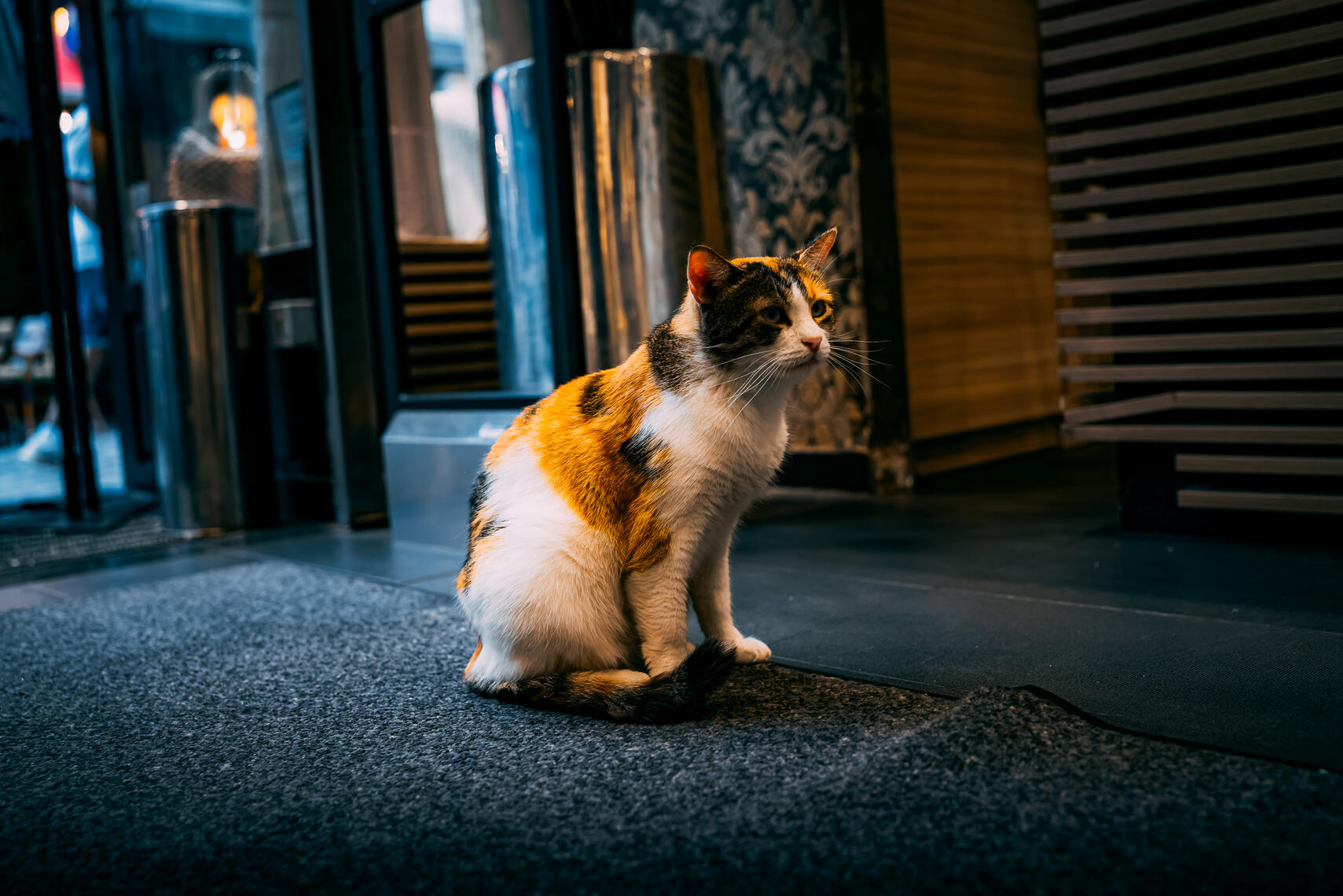 Here I am 🐱