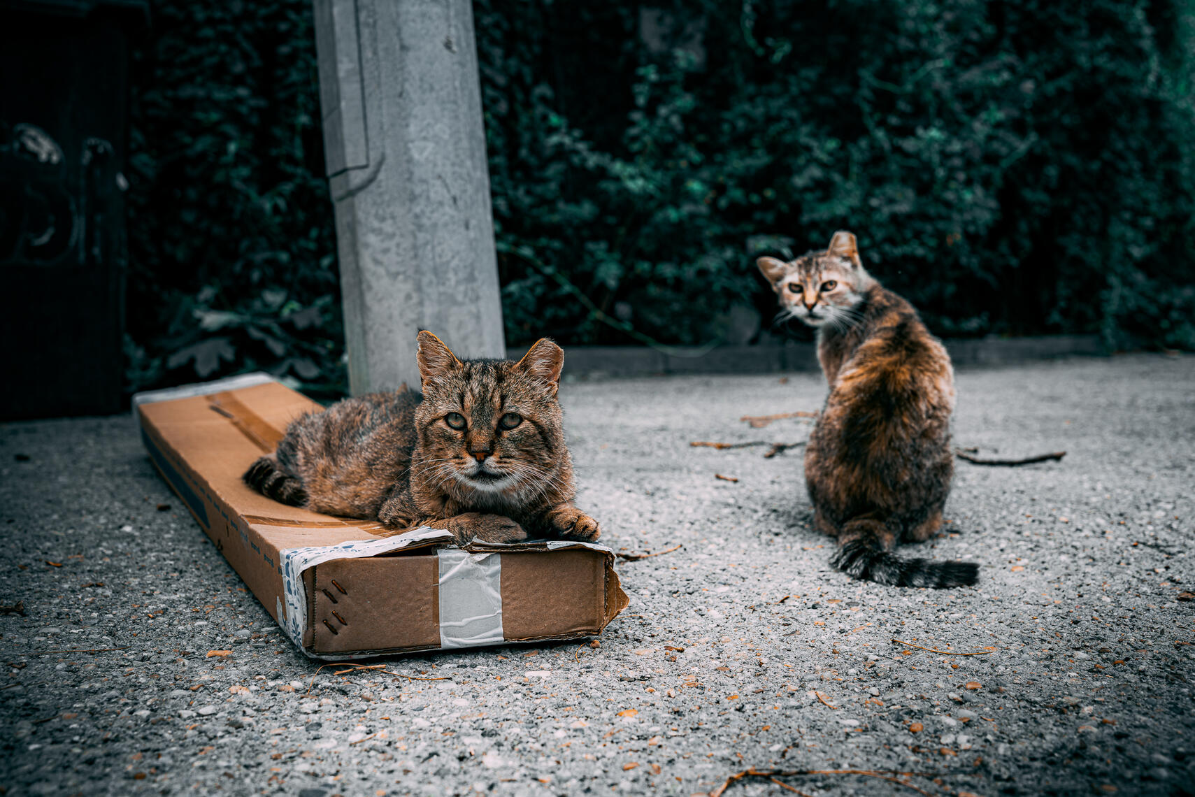 Cat Mafia ... let's sort things out 🫵